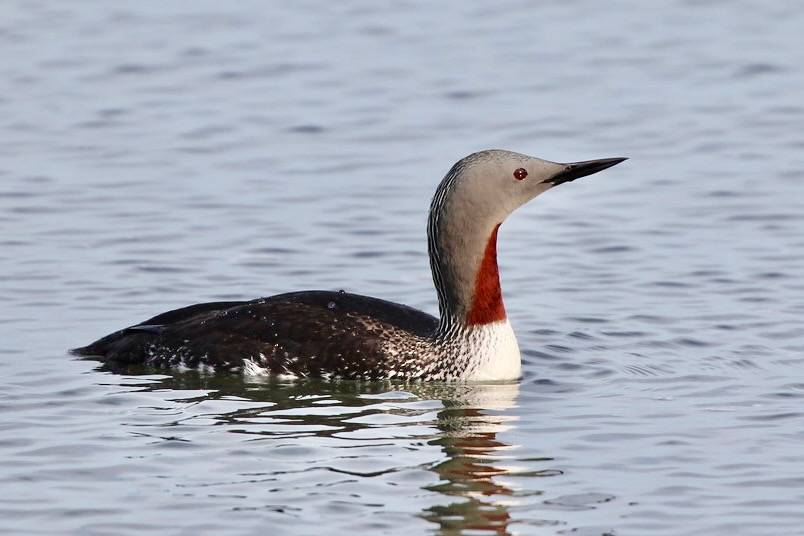 Red-Throated Loon by Jason Crotty is licensed under CC BY 2.0.